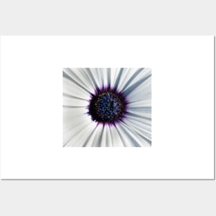 Closeup of white African daisy Posters and Art